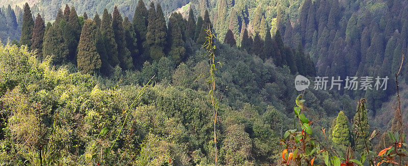 美丽的松林(针叶林)的lepcha jagat，喜马拉雅山麓的山坡附近大吉岭山站在西孟加拉邦，印度